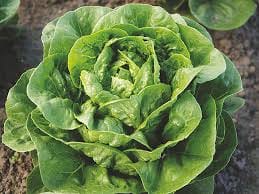 Dragon Romaine Lettuce