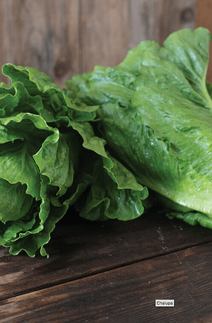 Chalupa Romaine Lettuce
